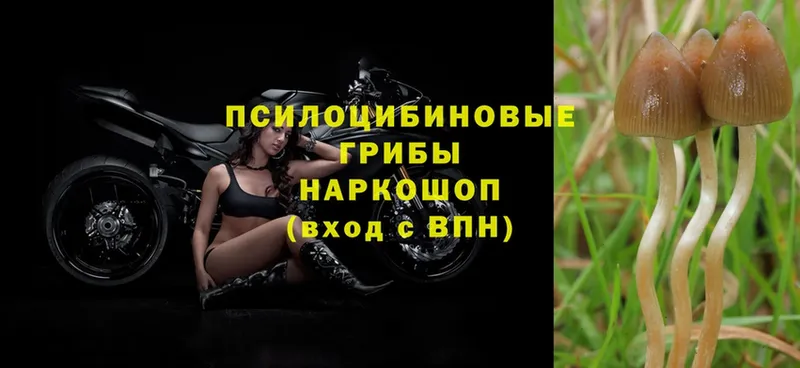 Галлюциногенные грибы Psilocybe  купить наркоту  Белоусово 