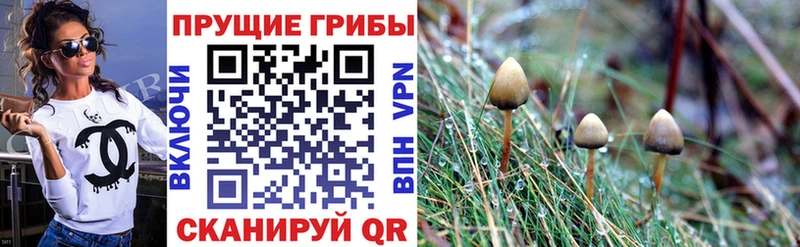 Псилоцибиновые грибы Psilocybine cubensis  что такое   Белоусово 
